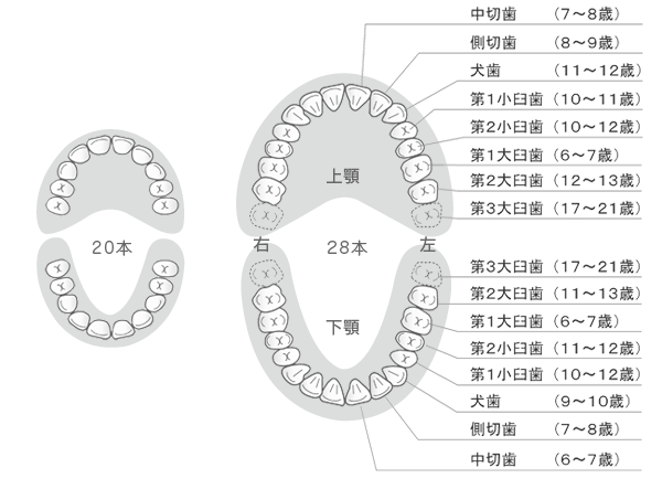 歯並び